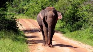 18 DAYS LUXURY TOUR IN SRI LANKA